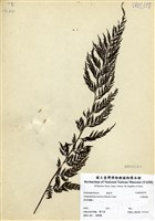 藏品(大葉瓶蕨)的圖片